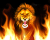 lion  lion